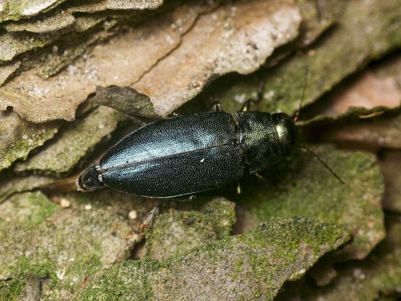 Phaenops cyaneus (Fabricius, 1775)